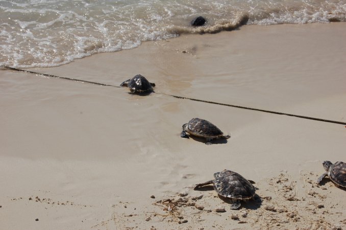 73- Le rush timide vers la mer 